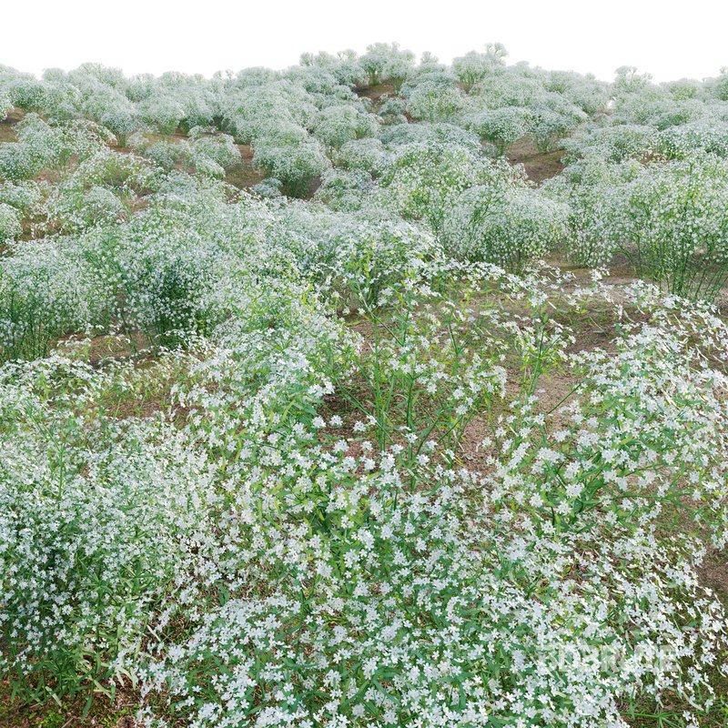 Euphorbia corollata lowering Spurge Image 3