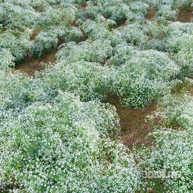 Euphorbia corollata lowering Spurge Image 4