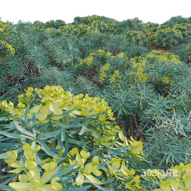 Euphorbia regis-jubae – Euphorbiaceae Image 3