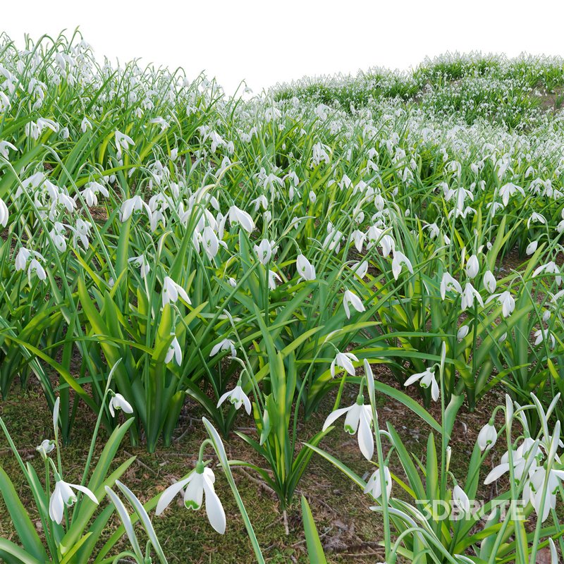 Galanthus nivalis – Snowdrop Image 2