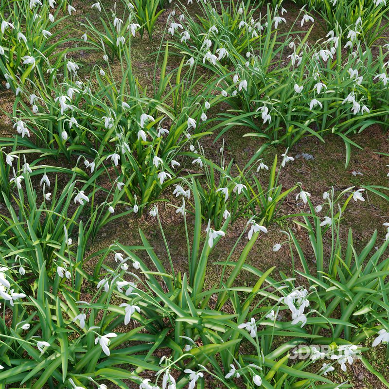 Galanthus nivalis – Snowdrop Image 3