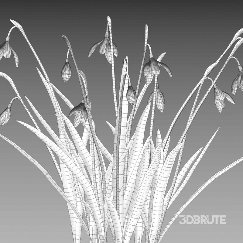 Galanthus nivalis – Snowdrop Image 4