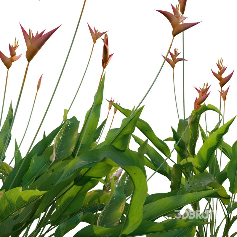 Heliconia psittacorum – Parrot Heliconia Image 2