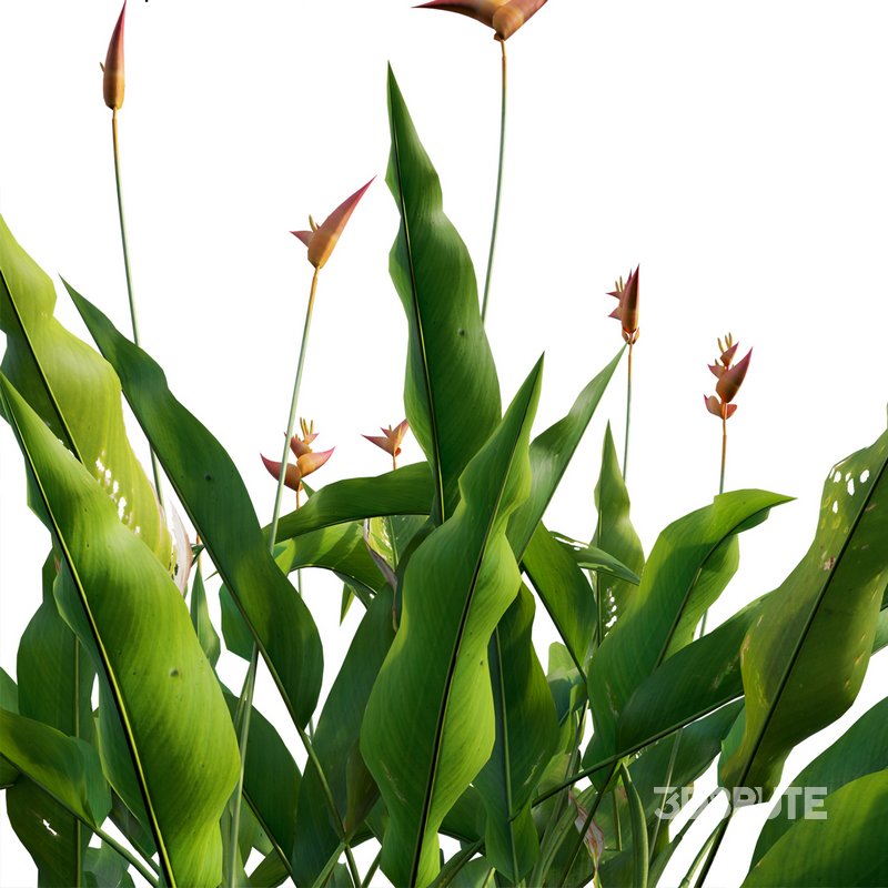 Heliconia psittacorum – Parrot Heliconia Image 3