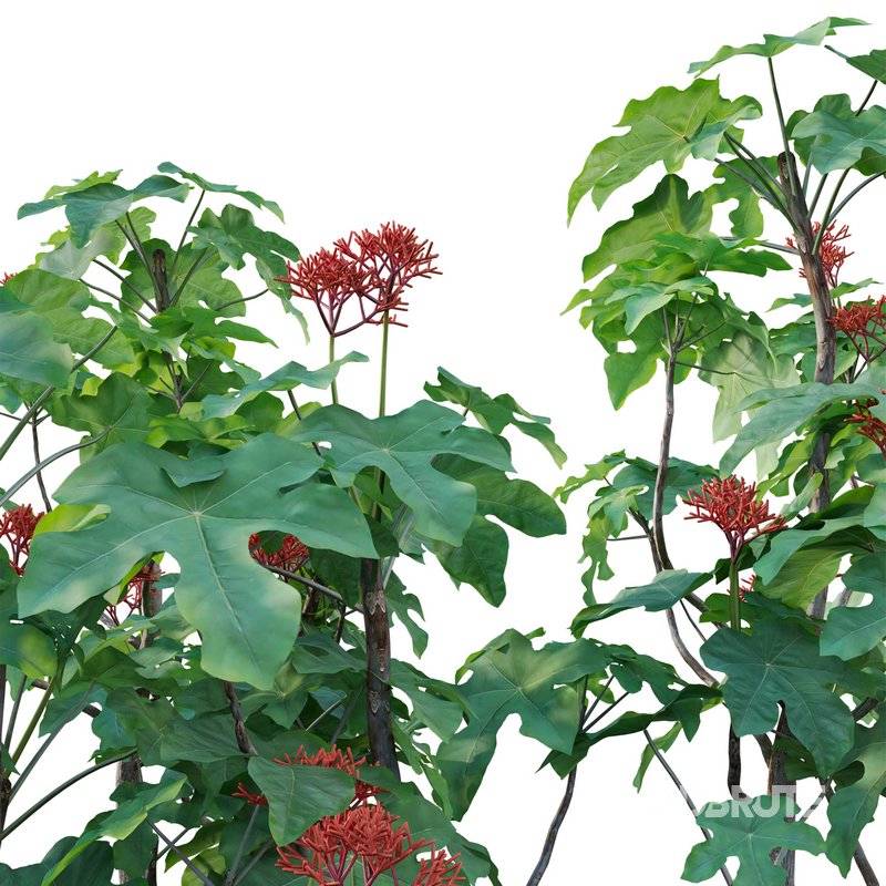 Jatropha podagrica – Bottle Euphorbia – Buddha Belly 02 Image 2