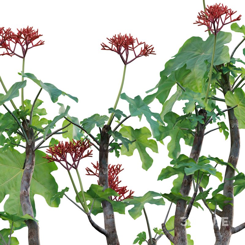 Jatropha podagrica – Bottle Euphorbia – Buddha Belly 02 Image 3