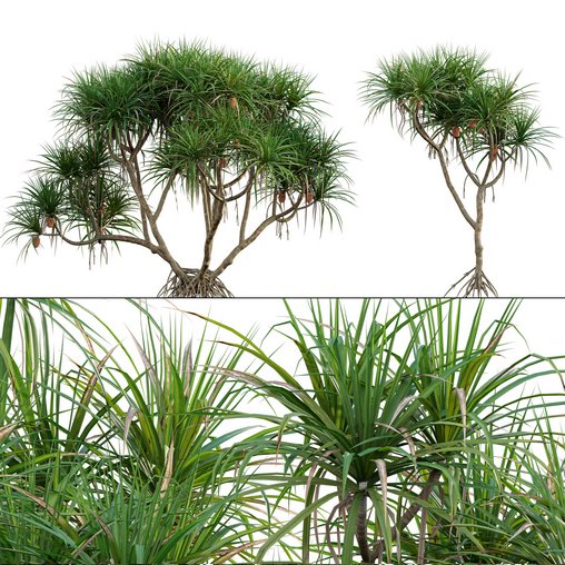 Pandanus tectorius – Screw Pine 02