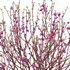 Prunus persica – Peach – Nectarine Trees – 06 - Thumbnail 2