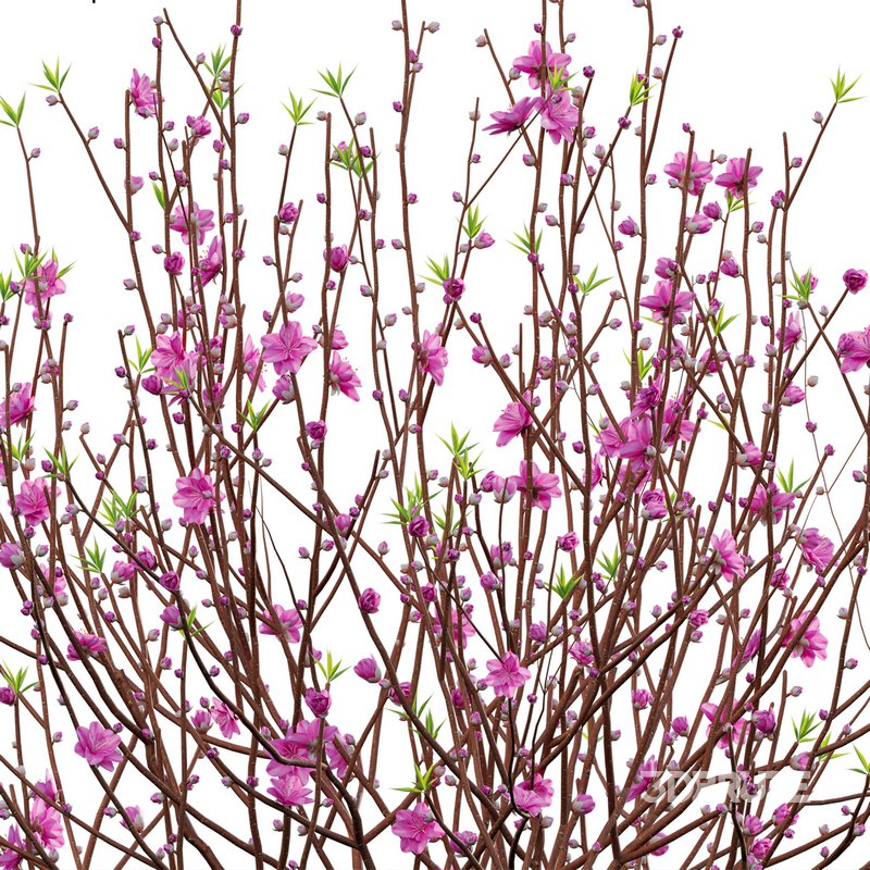 Prunus persica – Peach – Nectarine Trees – 02 Image 2