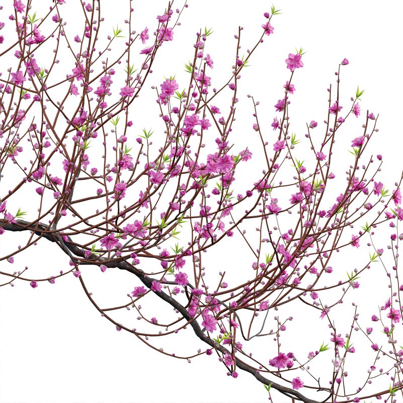 Prunus persica – Peach – Nectarine Trees – 06 Image 3