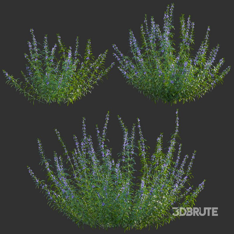 Rosmarinus – Rosemary – Romarin 01 Image 1