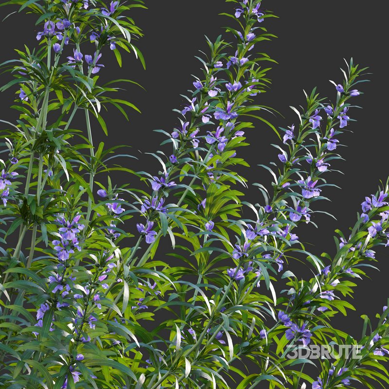 Rosmarinus – Rosemary – Romarin 01 Image 2