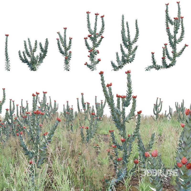 Syncarpha eximia – Strawberry Sewejaartjie – Strawberry Everlasting Image 1