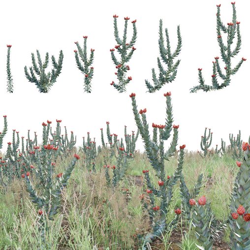 Syncarpha eximia – Strawberry Sewejaartjie – Strawberry Everlasting