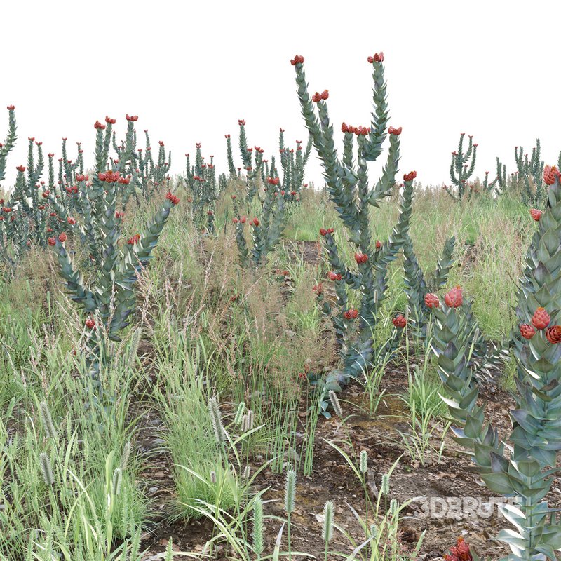 Syncarpha eximia – Strawberry Sewejaartjie – Strawberry Everlasting Image 2