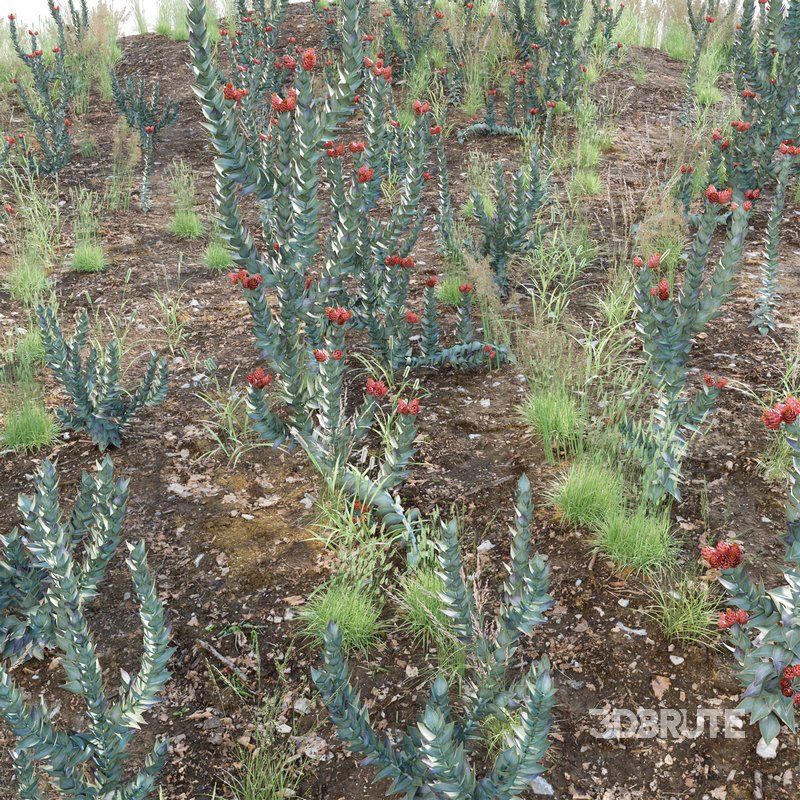 Syncarpha eximia – Strawberry Sewejaartjie – Strawberry Everlasting Image 3