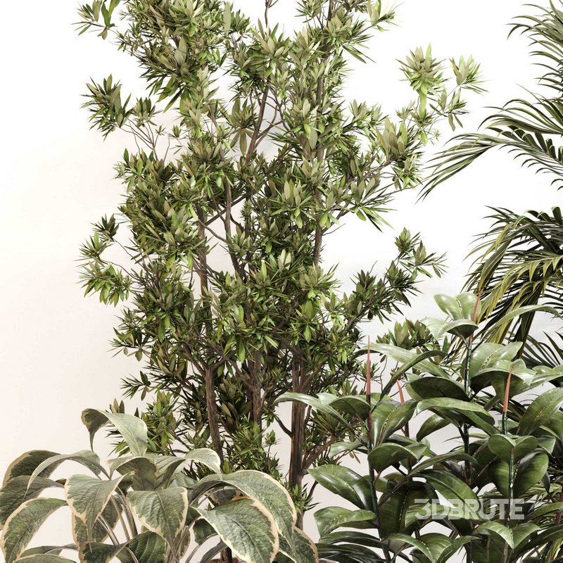 Indoor Plant Set 0116 Image 4