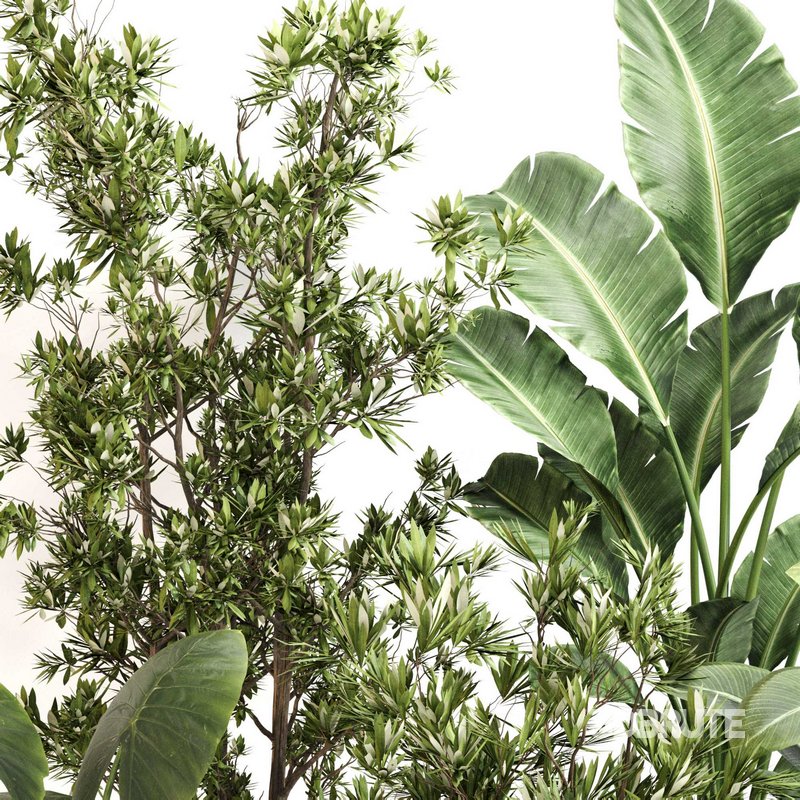 Indoor Plant Set 0122 Image 4