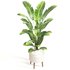 Indoor Plant Set 0128 - Thumbnail 4