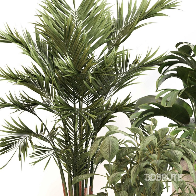 Indoor Plant Set 0117 Image 4