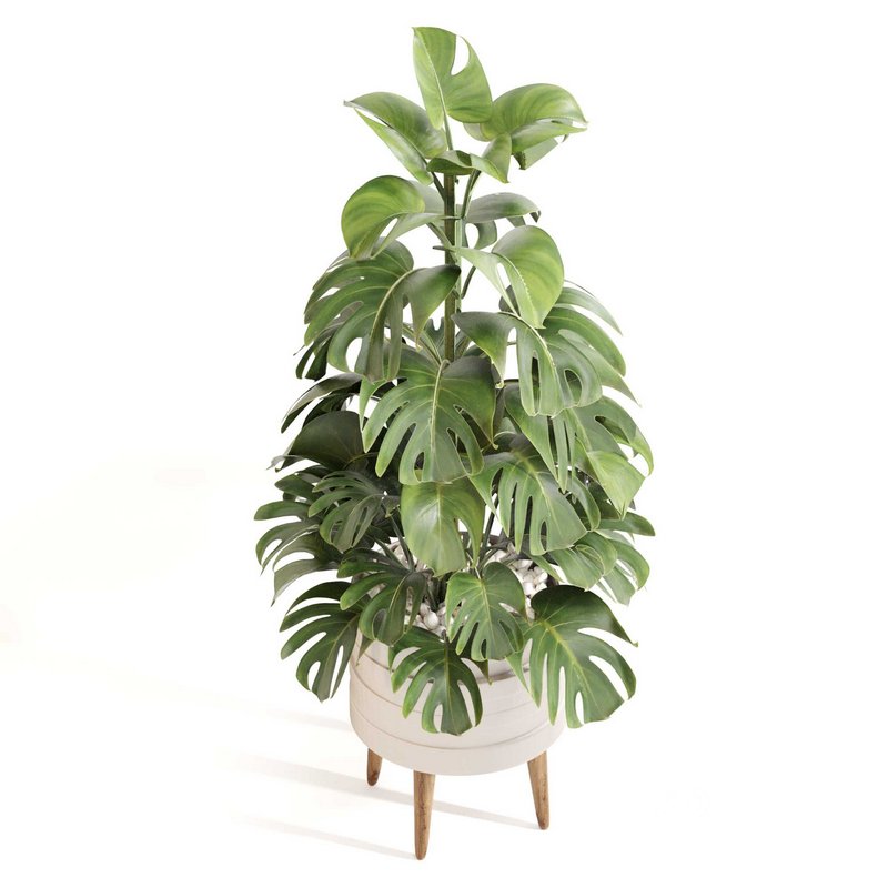 Indoor Plant Set 0126 Image 4