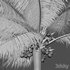 Cocos nucifera – Coconut 04 - Thumbnail 5