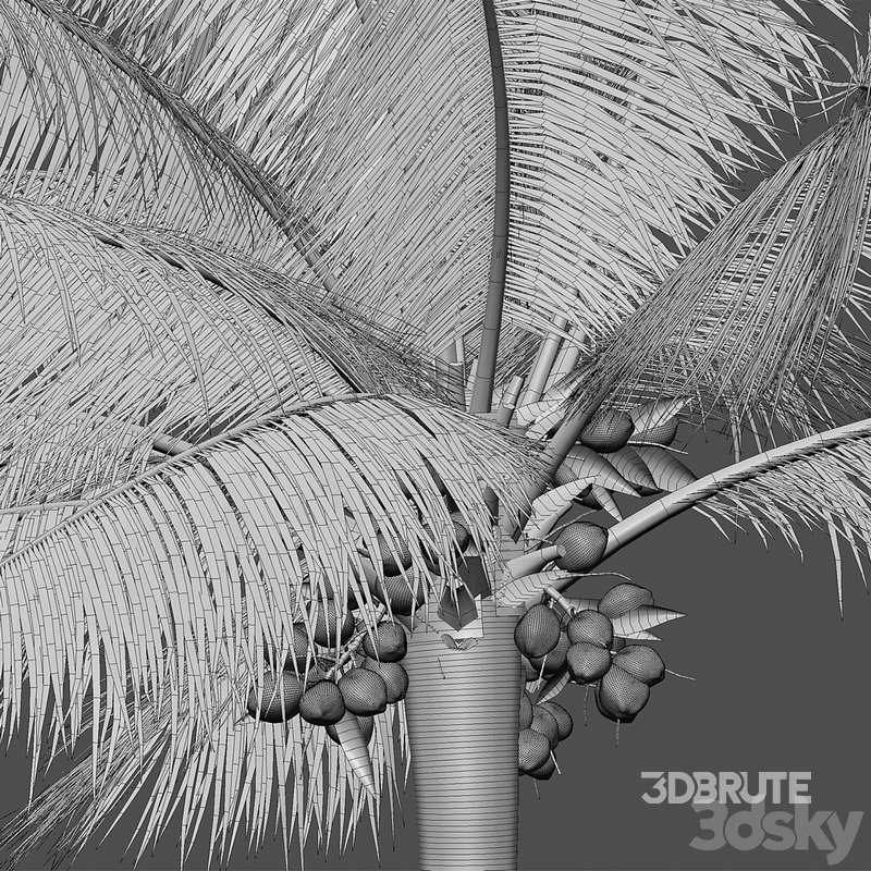 Cocos nucifera – Coconut 04 Image 5