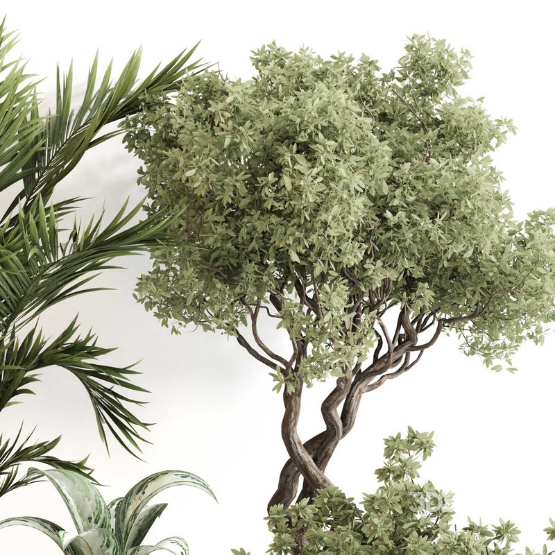 Indoor Plant Set 0123 Image 4