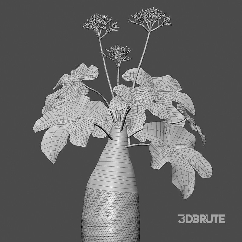 Jatropha podagrica – Bottle Euphorbia – Buddha Belly 02 Image 4