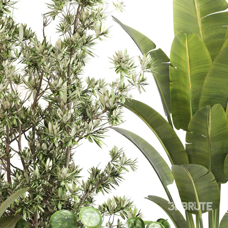 Indoor Plant Set 0121 Image 4