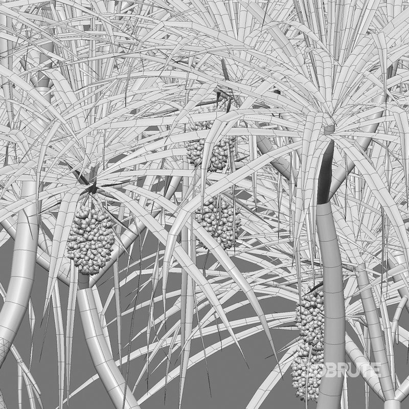 Pandanus tectorius – Screw Pine 02 Image 4