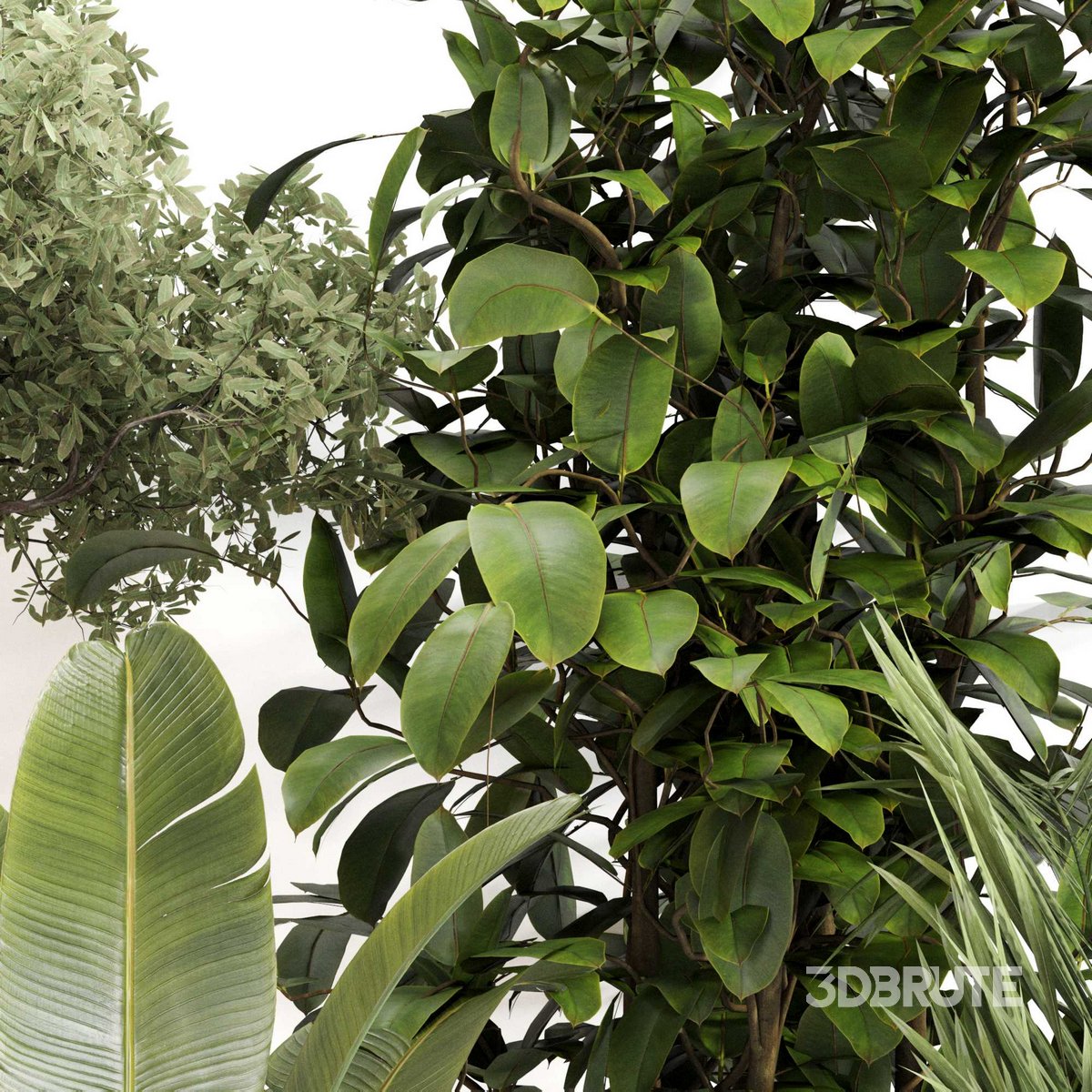 Indoor Plant Set 0118 Image 4