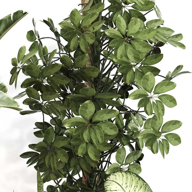 Indoor Plant Set 0115 Image 4