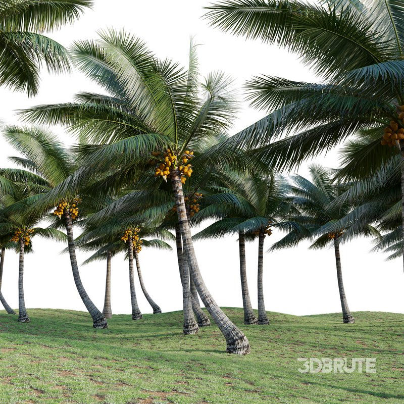 Cocos nucifera – Coconut 04 Image 4