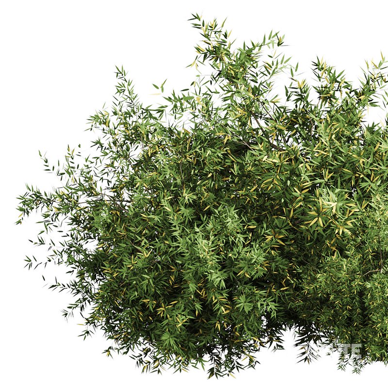 Natural Topiary Bush Image 5