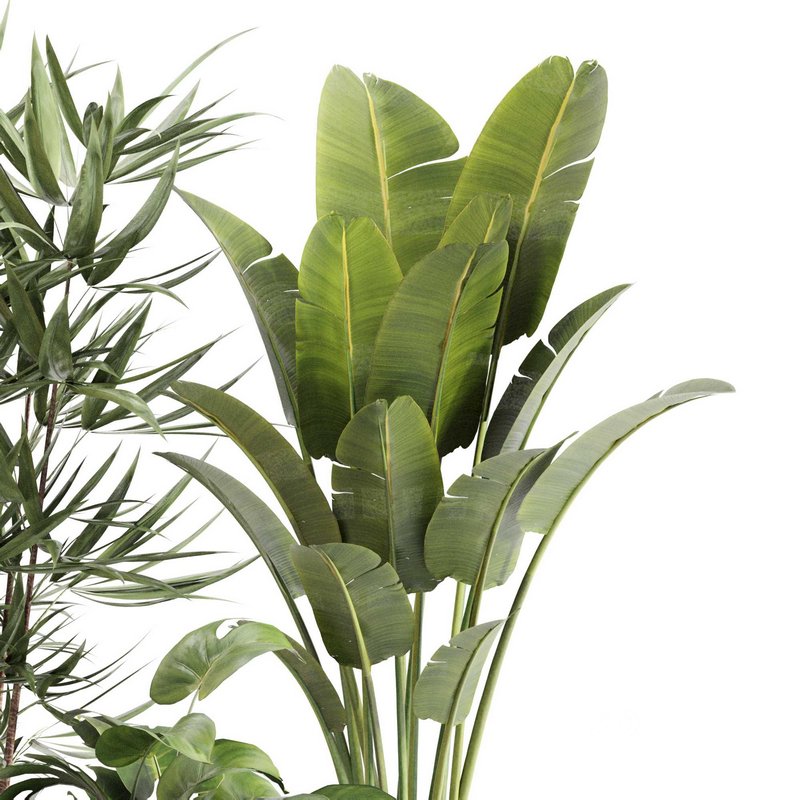 Indoor Plant Set 0108 Image 5