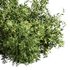 Natural Topiary Bush - Thumbnail 4