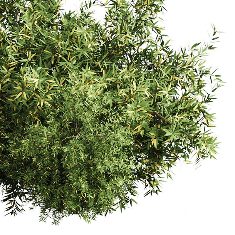 Natural Topiary Bush Image 4