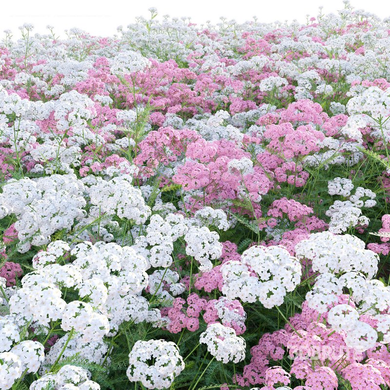 Achillea millefolium – Yarrow 02 Image 4