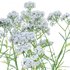 Achillea millefolium – Yarrow 02 - Thumbnail 3