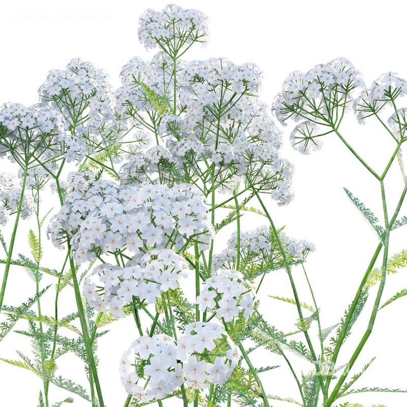 Achillea millefolium – Yarrow 02 Image 3