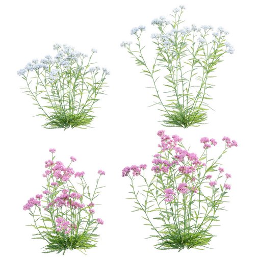 Achillea millefolium – Yarrow 02