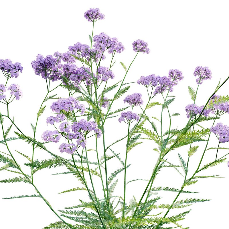 Achillea millefolium – Yarrow 02 Image 2