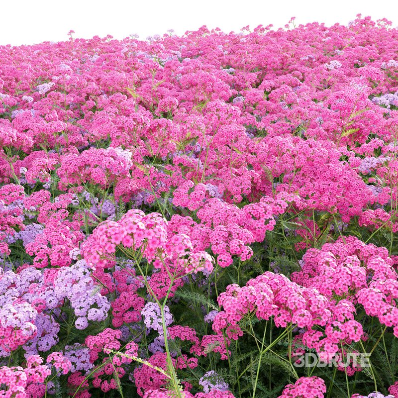 Achillea millefolium – Yarrow 02 Image 5