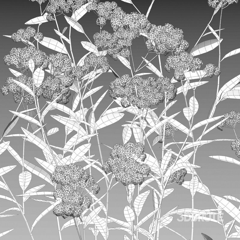 Achillea millefolium – Yarrow 02 Image 4