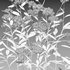 Achillea millefolium – Yarrow 02 - Thumbnail 5