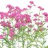 Achillea millefolium – Yarrow 02 - Thumbnail 3