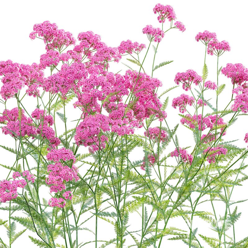 Achillea millefolium – Yarrow 02 Image 3