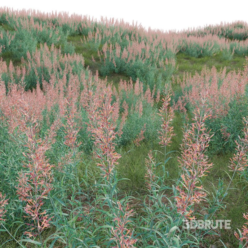 Agastache rupestris – Sunset Hyssop Image 2