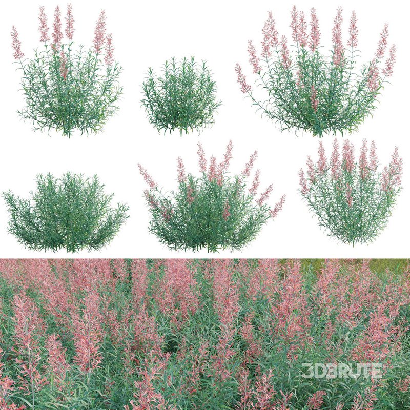 Agastache rupestris – Sunset Hyssop Image 1